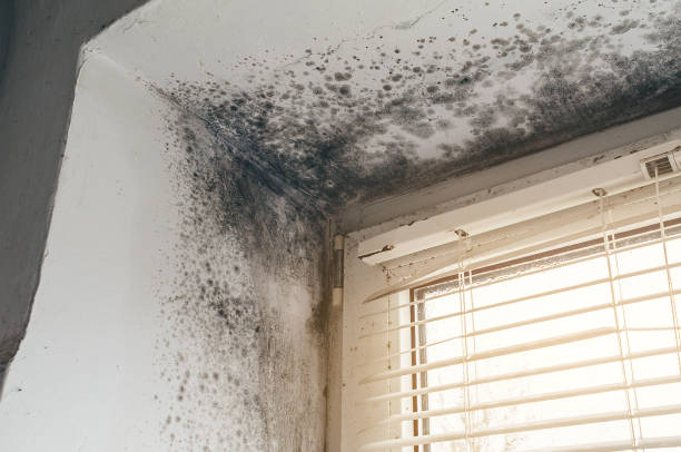 Affordable Mold Cleanup solutions in Dresher, PA