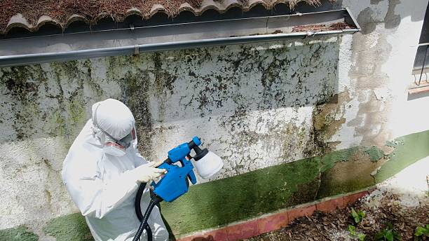 Top rated local Mold Cleanup specialists in Dresher, PA